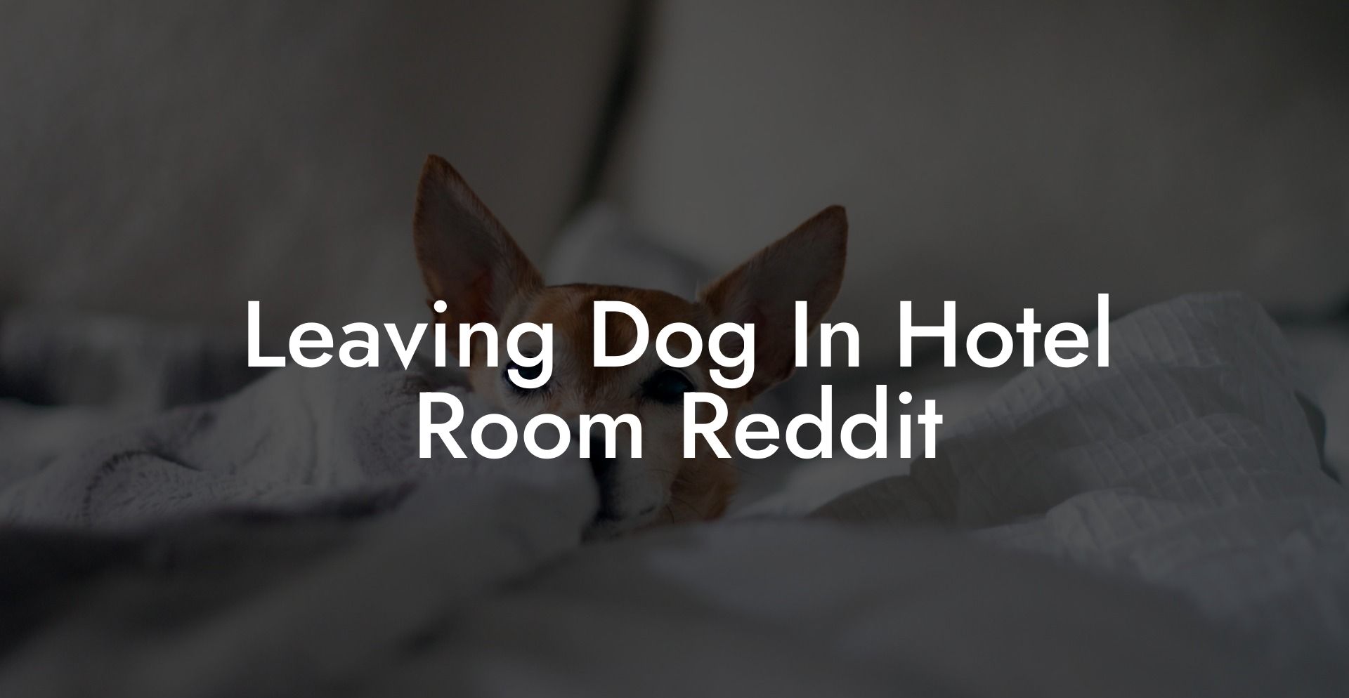 Leaving Dog In Hotel Room Reddit