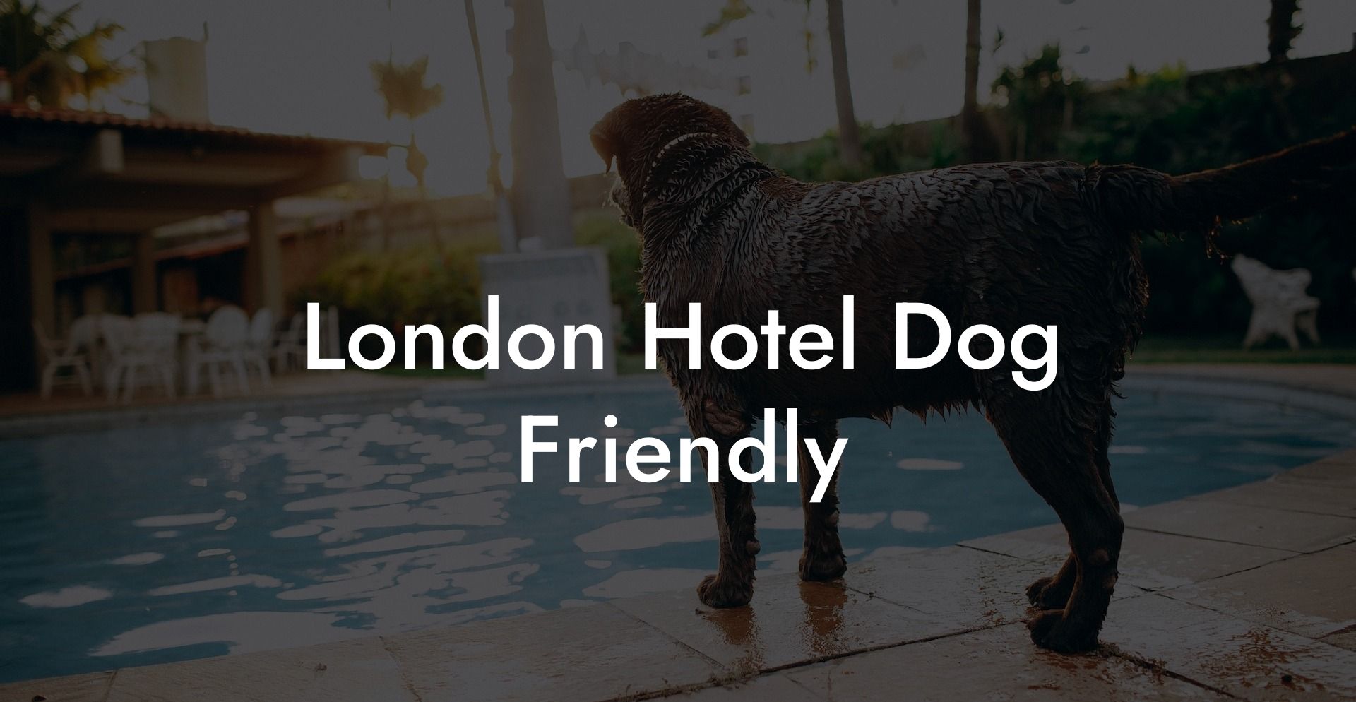 London Hotel Dog Friendly