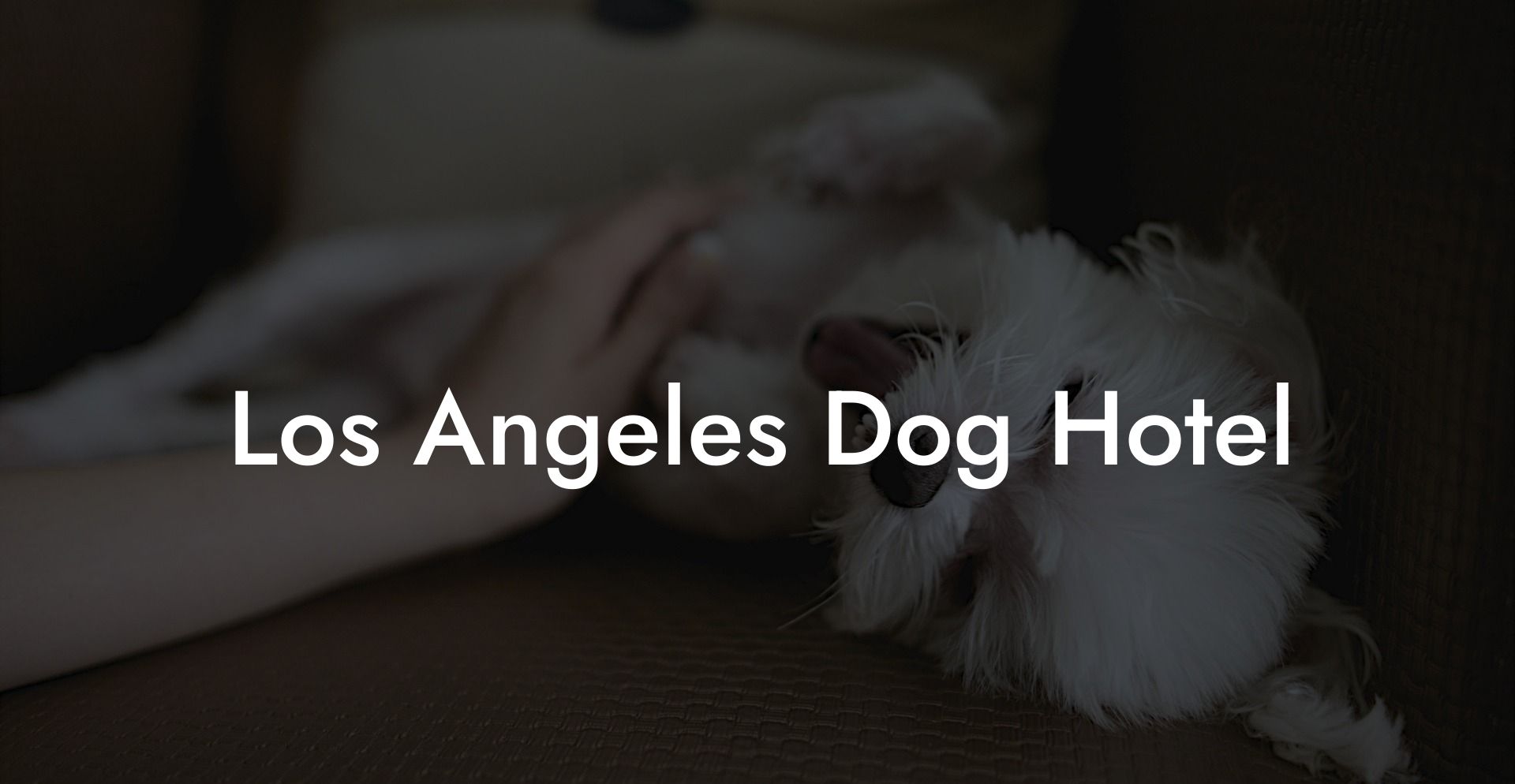 Los Angeles Dog Hotel Dig Dog Hotels 