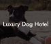 Luxury Dog Hotel