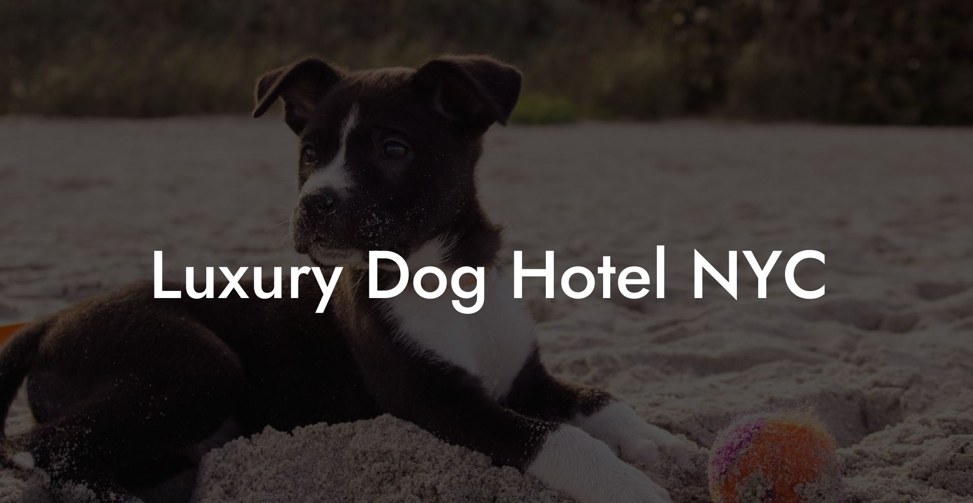 Luxury Dog Hotel NYC
