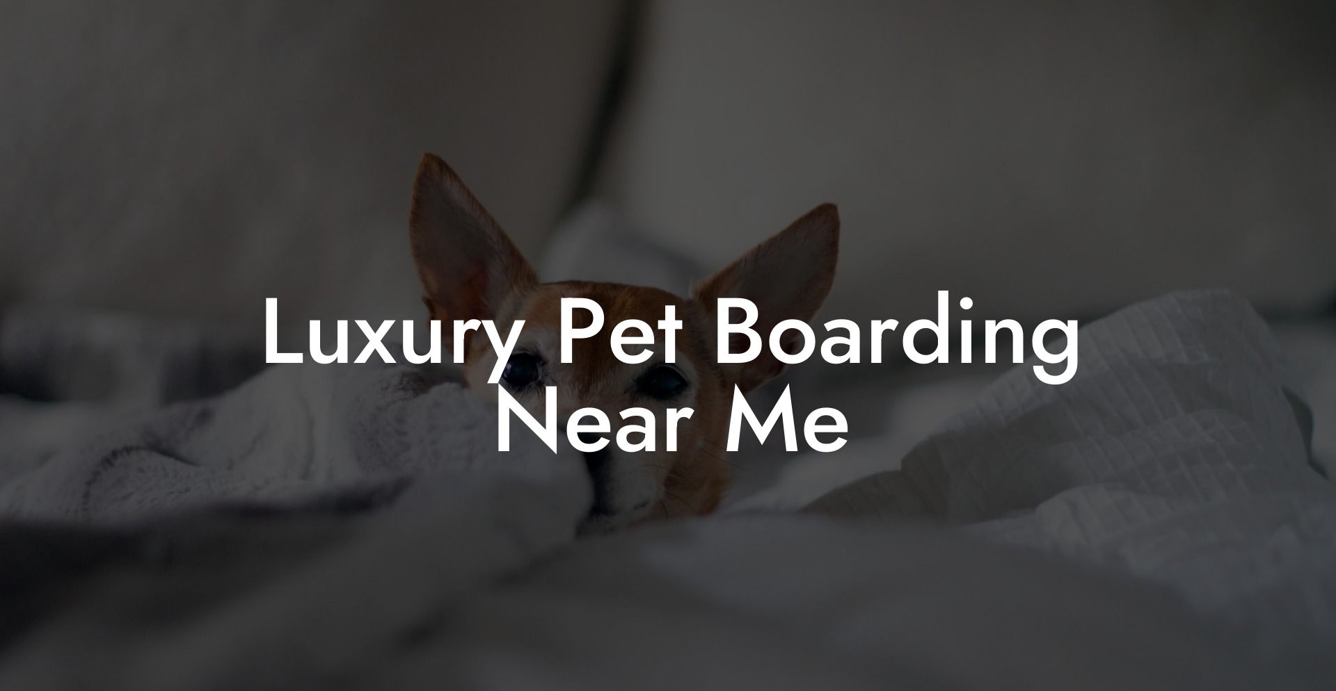 Luxury Pet Boarding Near Me