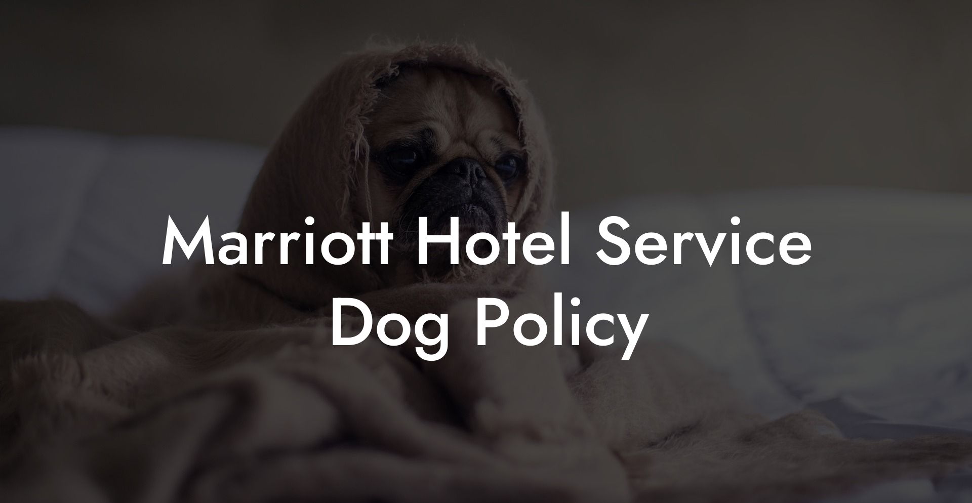Marriott Hotel Service Dog Policy