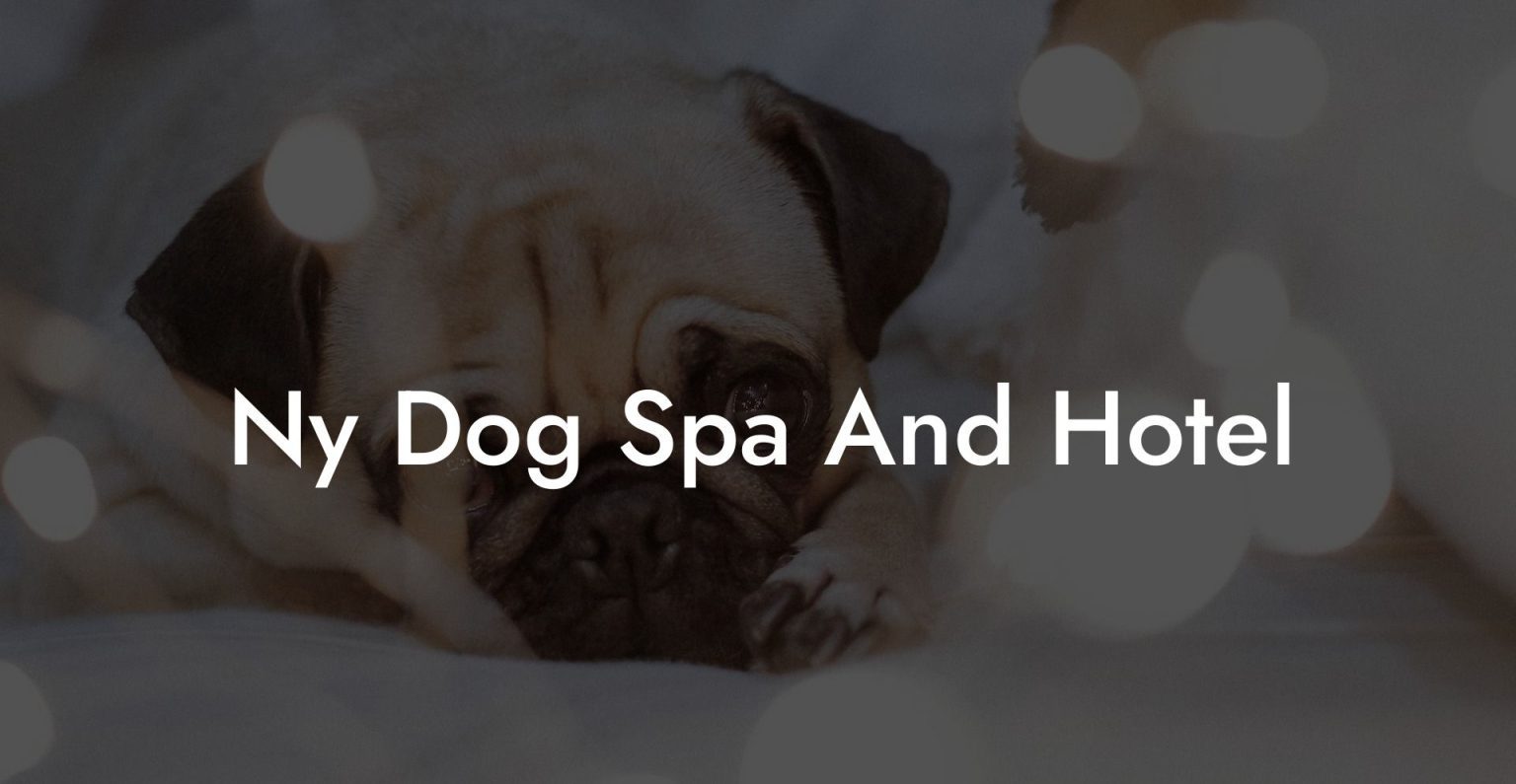 Ny Dog Spa And Hotel Dog Hotels