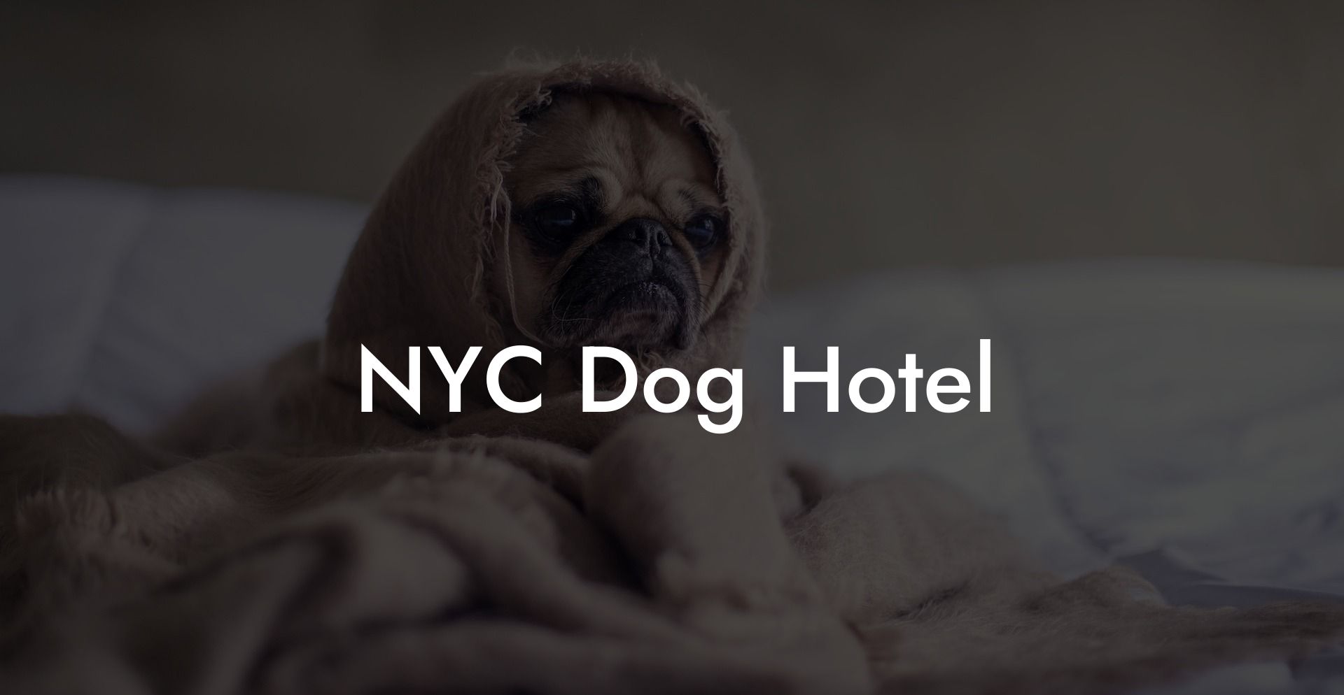 NYC Dog Hotel