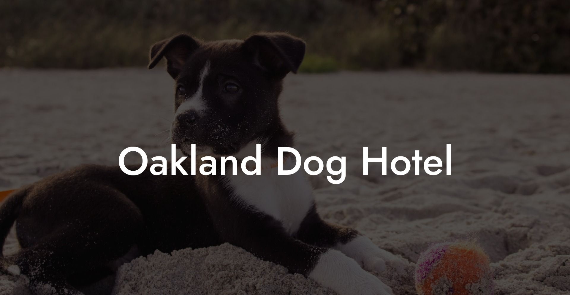 Oakland Dog Hotel