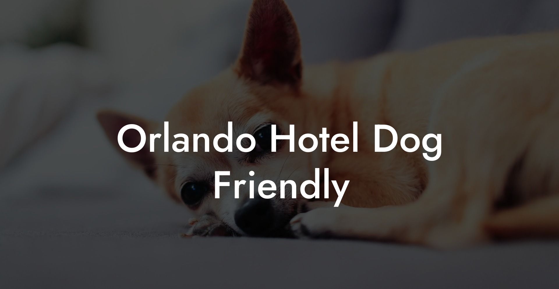 Orlando Hotel Dog Friendly
