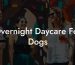 Overnight Daycare For Dogs
