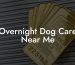 Overnight Dog Care Near Me