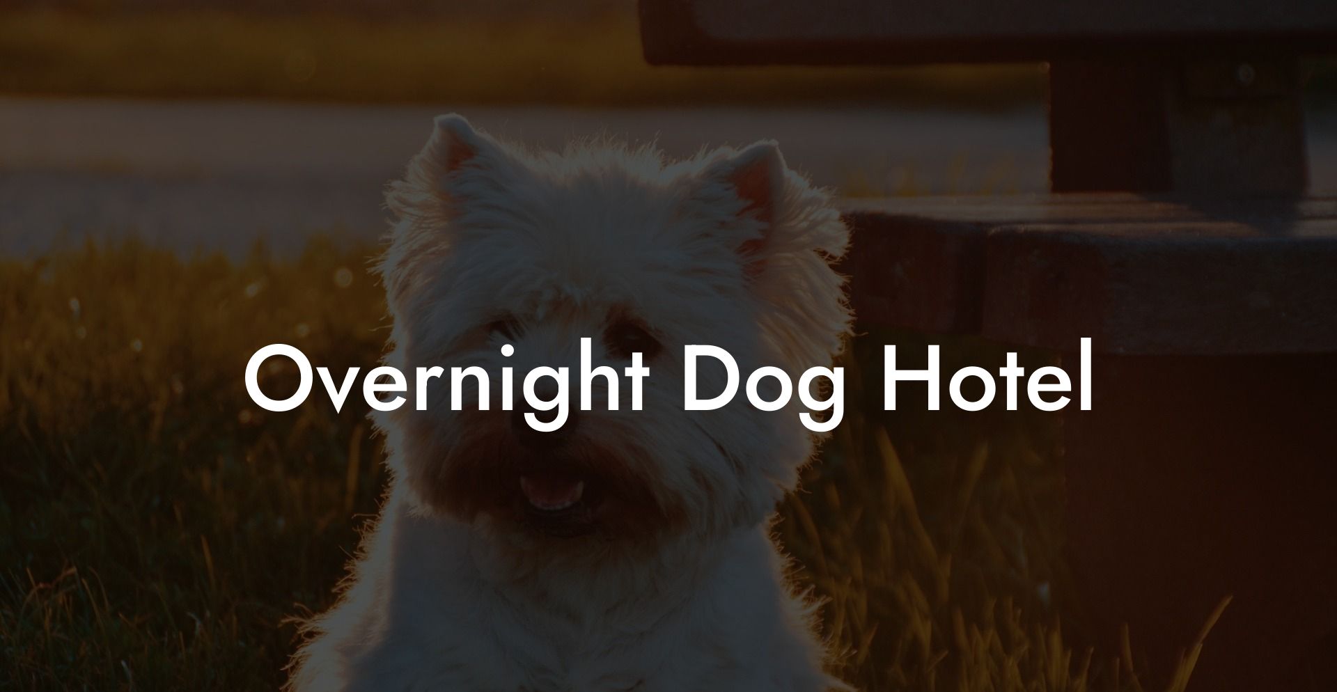 Overnight Dog Hotel