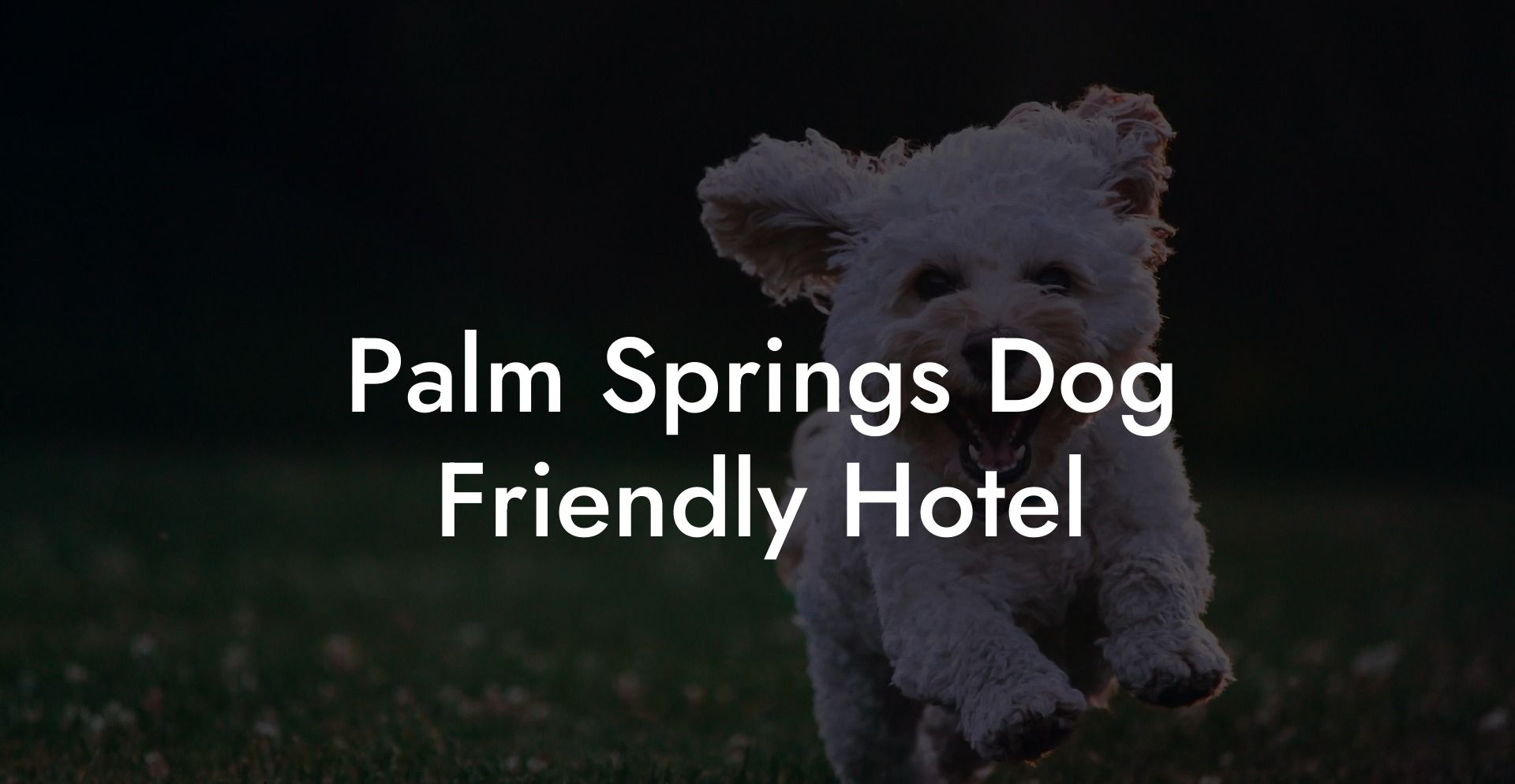 Palm Springs Dog Friendly Hotel