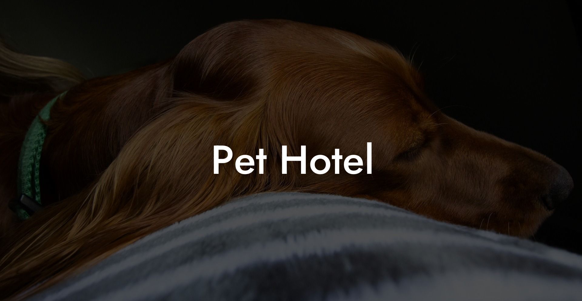 Pet Hotel