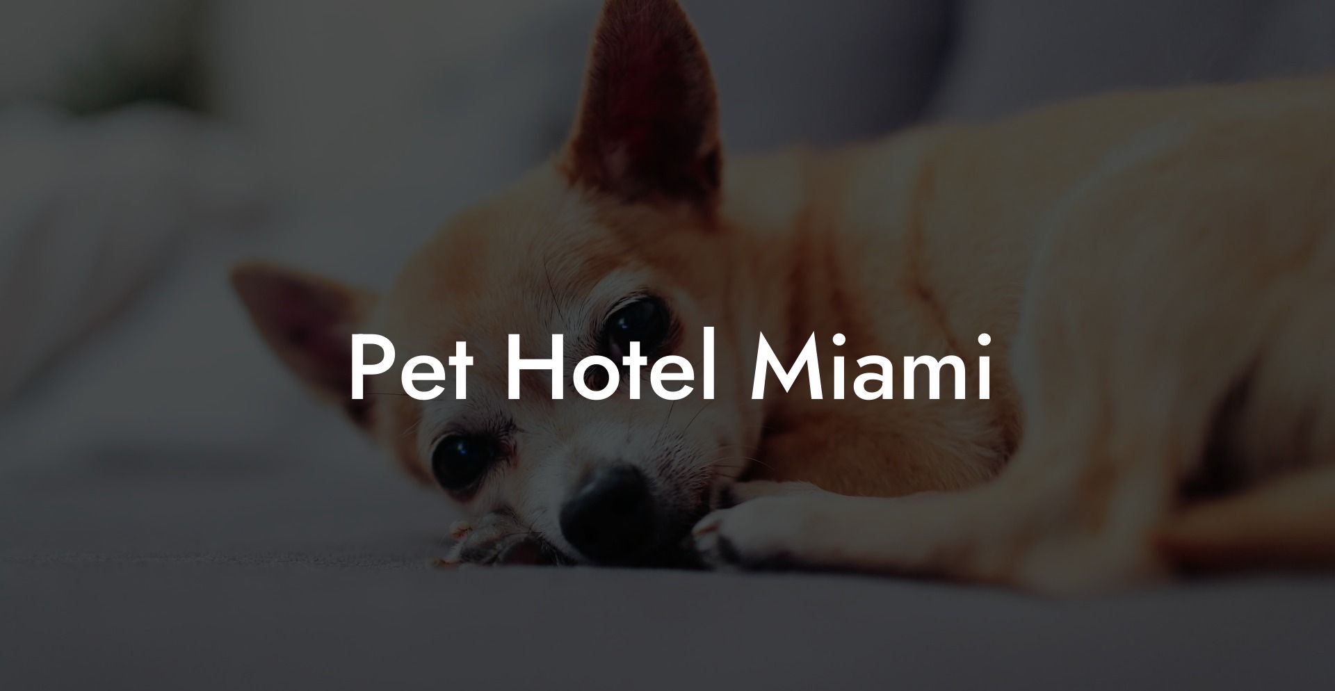 Pet Hotel Miami