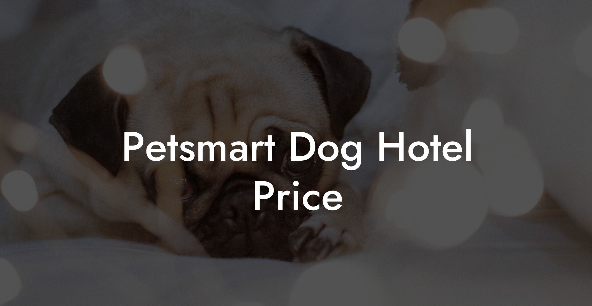 Petsmart Dog Hotel Price