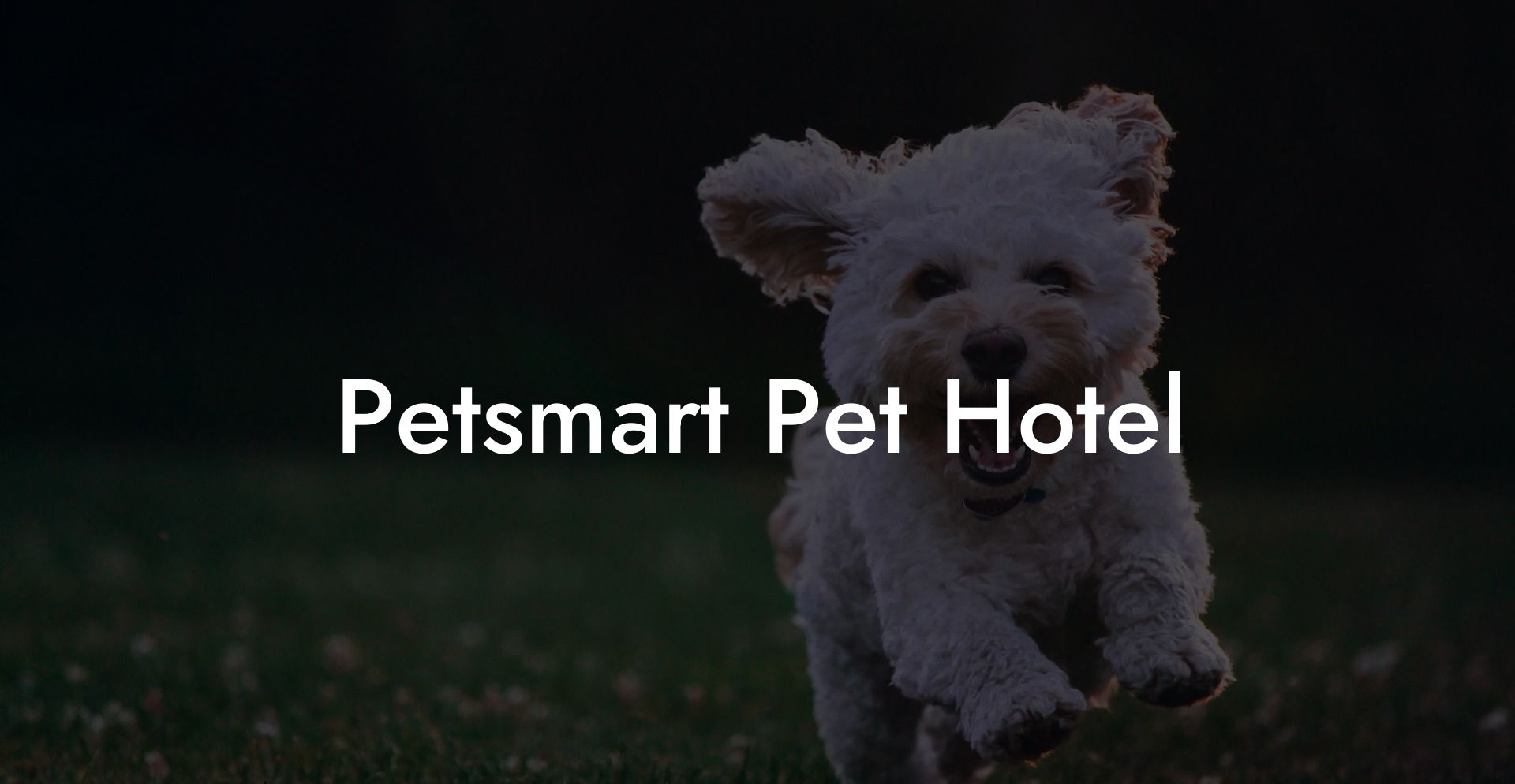 Petsmart Pet Hotel