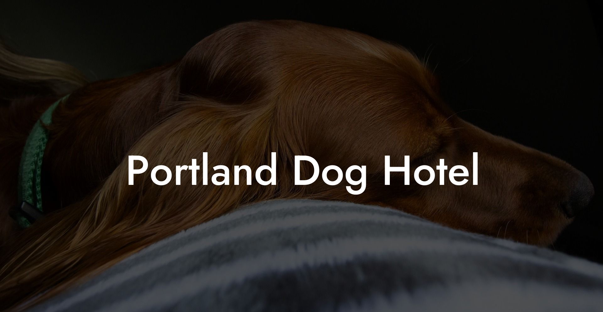 Portland Dog Hotel