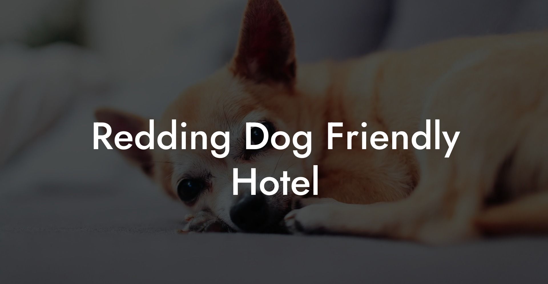 Redding Dog Friendly Hotel