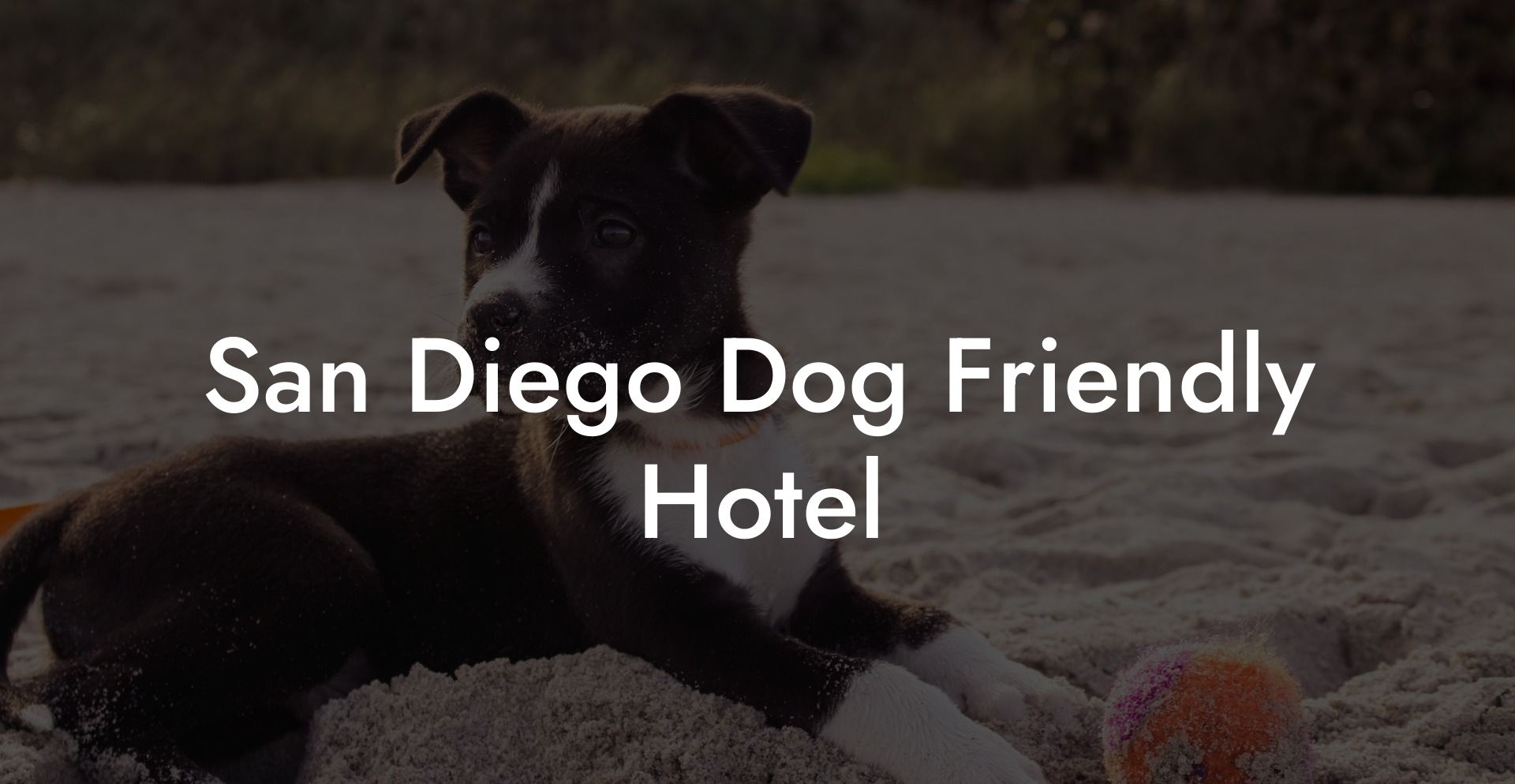 San Diego Dog Friendly Hotel