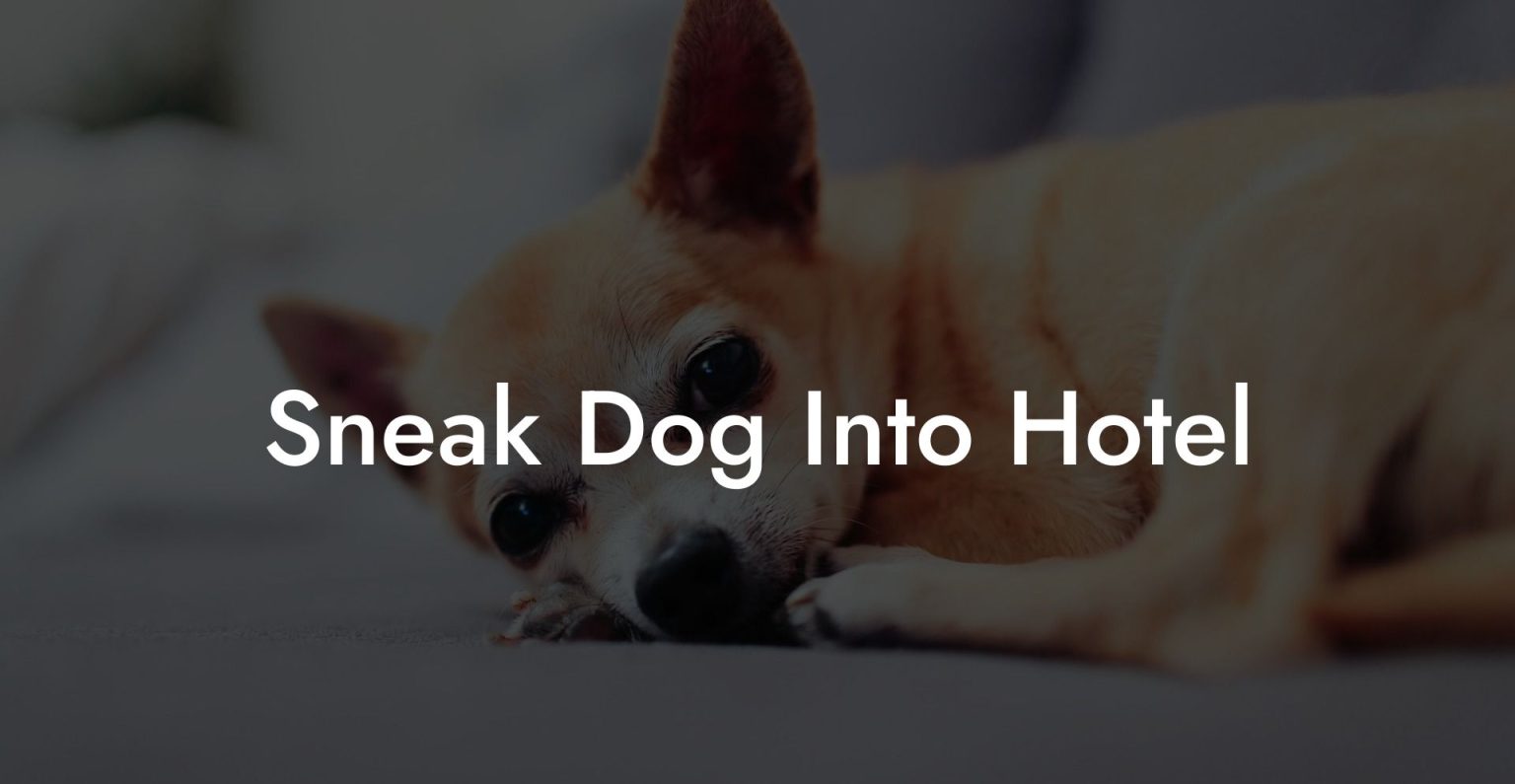 Sneak Dog Into Hotel Dog Hotels