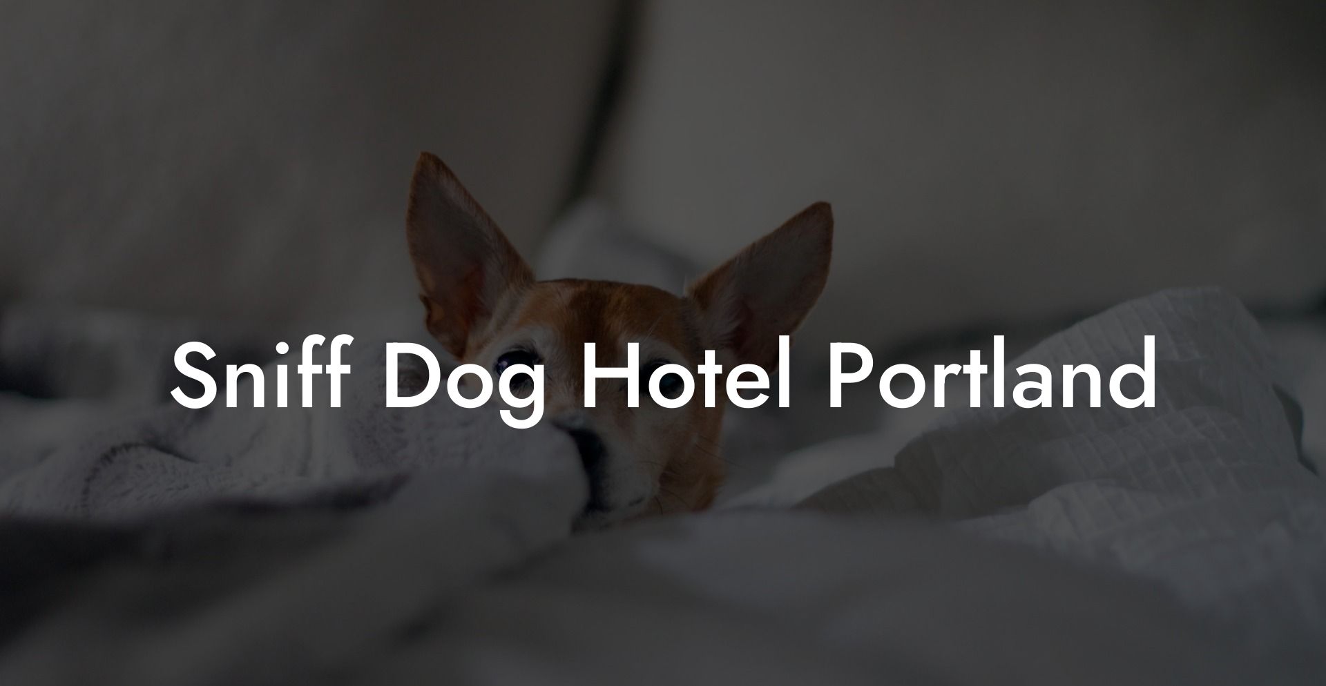 Sniff Dog Hotel Portland