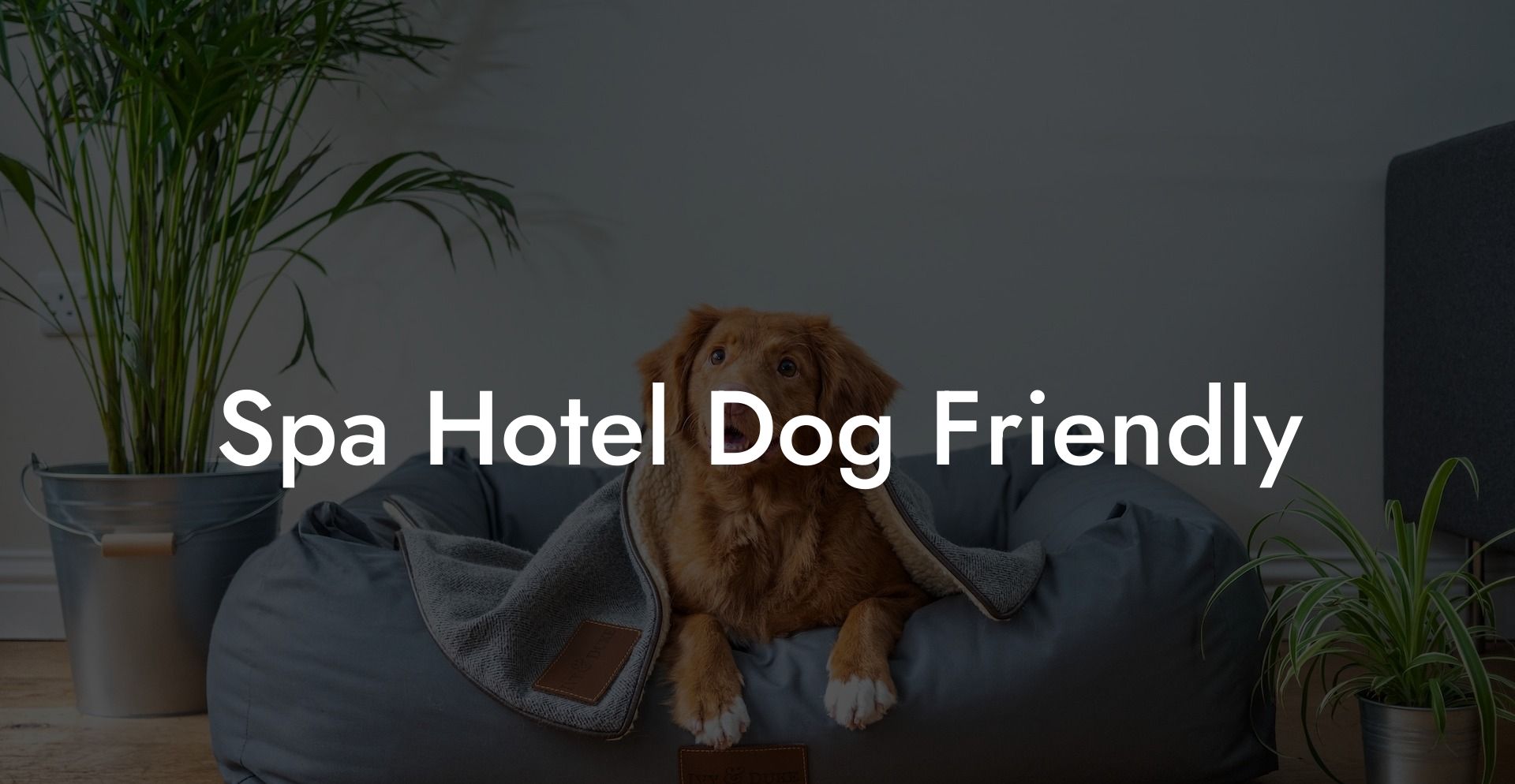Spa Hotel Dog Friendly