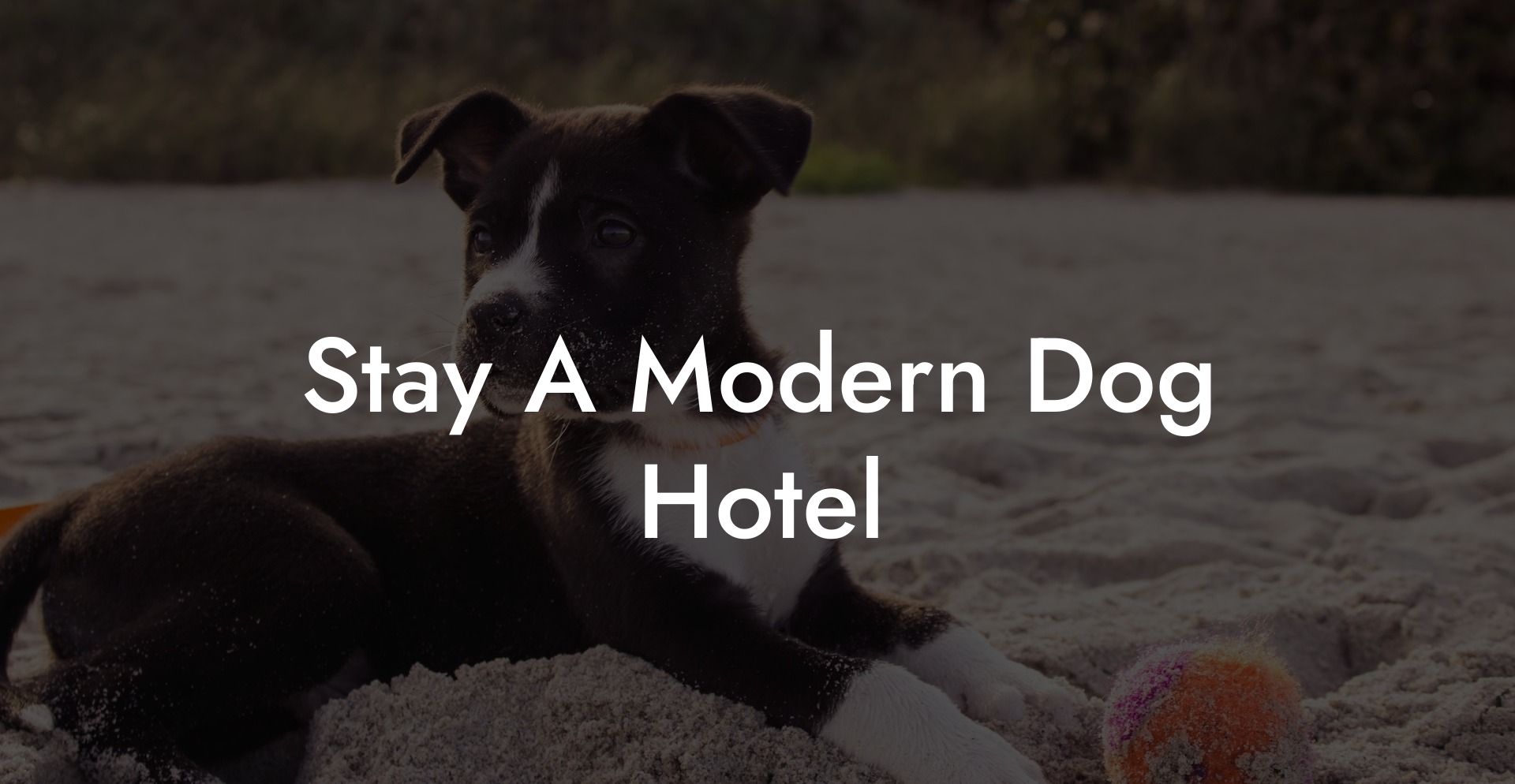 Stay A Modern Dog Hotel
