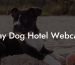 Stay Dog Hotel Webcam
