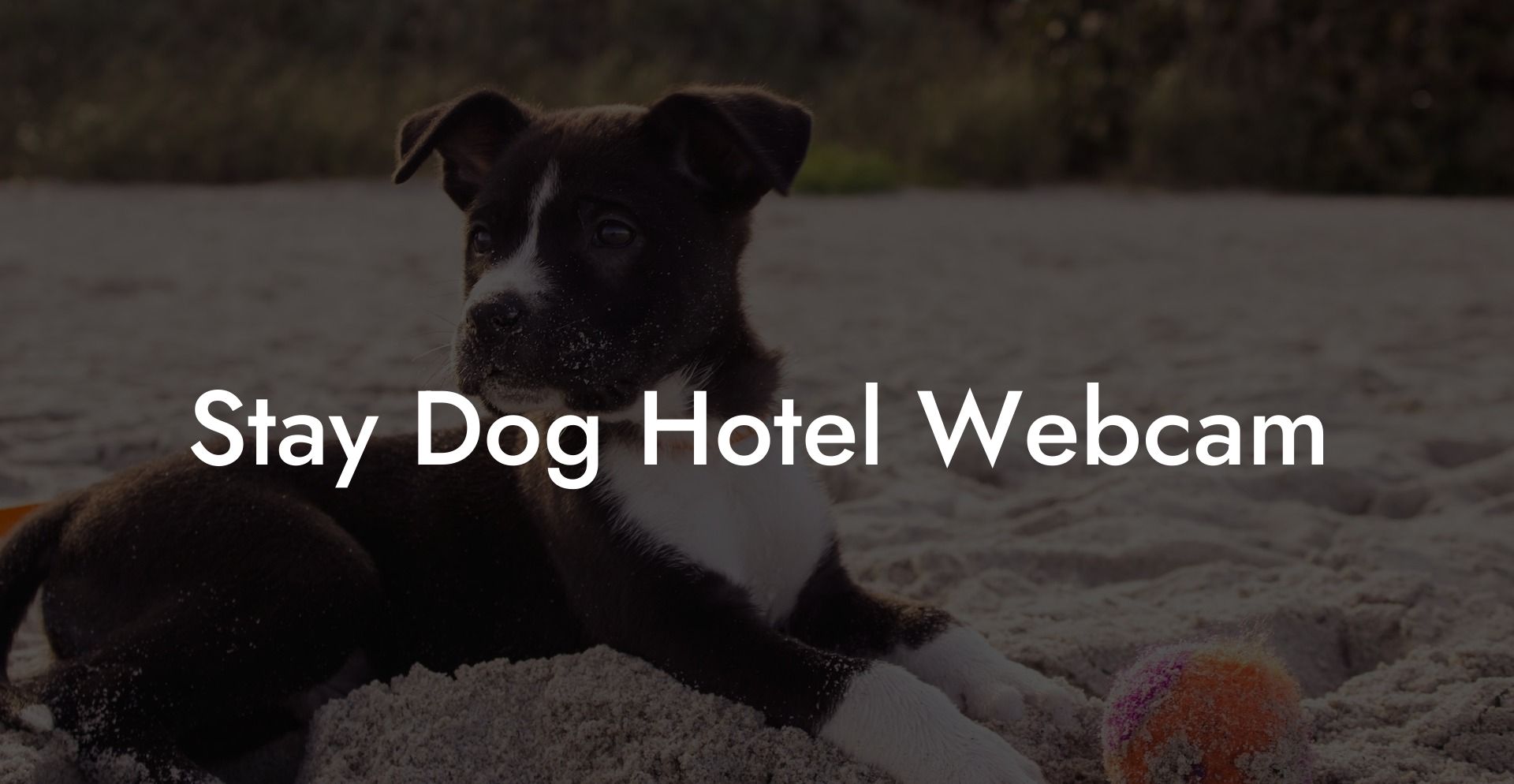 Stay Dog Hotel Webcam
