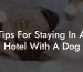 Tips For Staying In A Hotel With A Dog