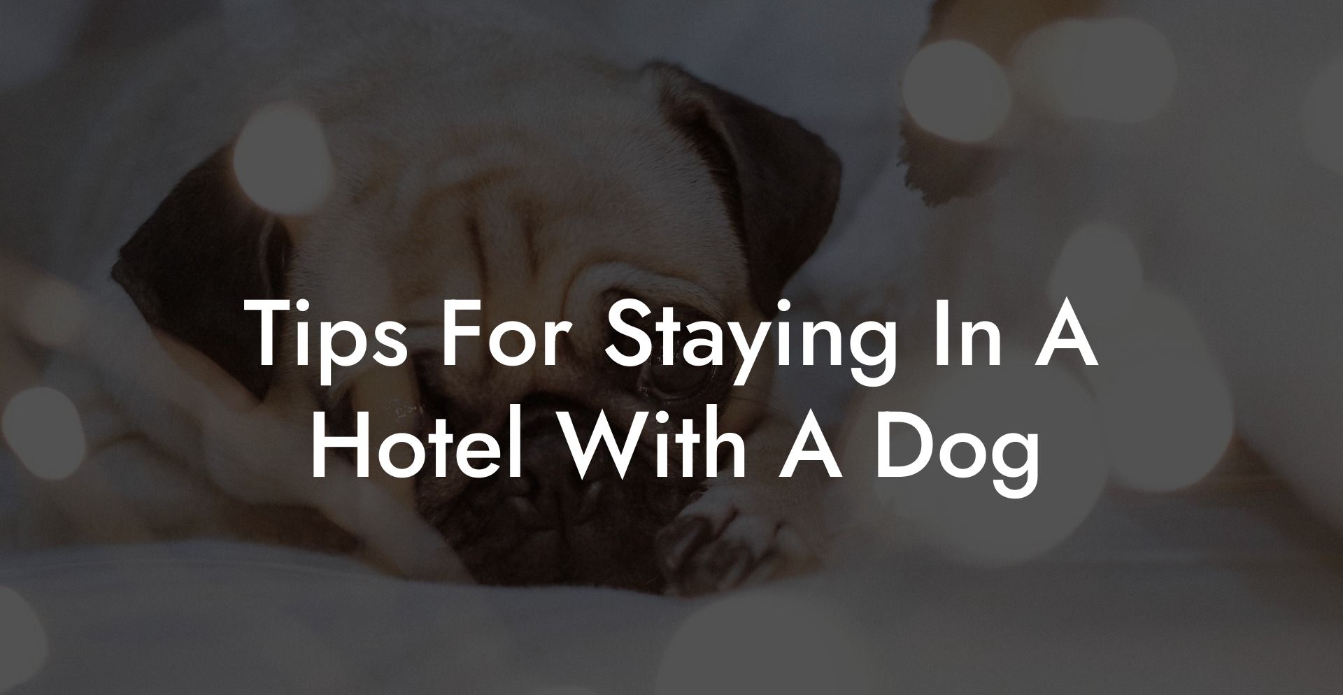 Tips For Staying In A Hotel With A Dog