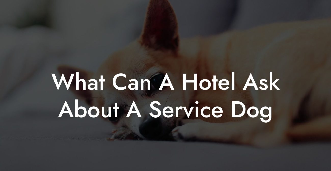 What Can A Hotel Ask About A Service Dog