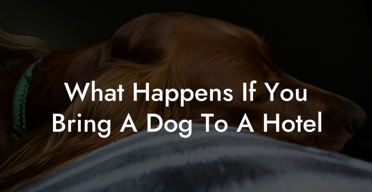 What Is A Pet Hotel Dog Hotels