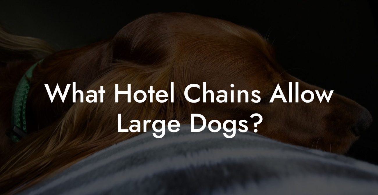 What Hotel Chains Allow Large Dogs?