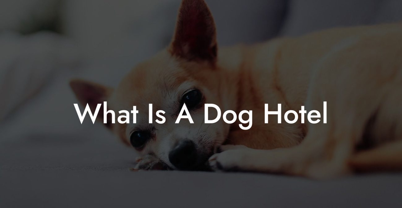 What Is A Dog Hotel
